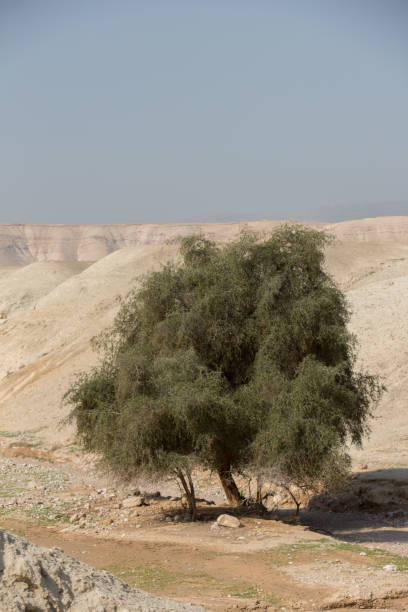 West bank in Israel stock photo