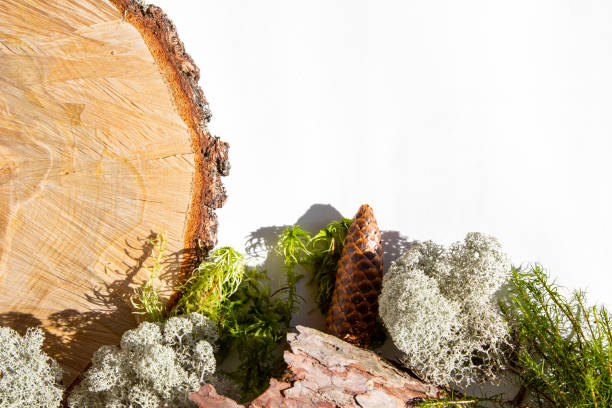 istock Creative background from natural forest materials - moss, tree trunk, cones, leaves, tree bark on a white background. Concept of eco, environmental protection, natural products. 1214697785