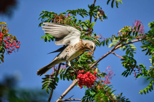 istock Fieldfare sits on the rowan tree and eats berries. Bird eats berries. 1214698235