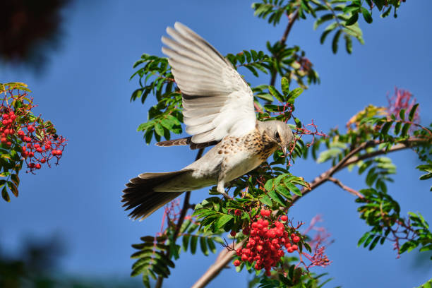 istock Fieldfare sits on the rowan tree and eats berries. Bird eats berries. 1214698253