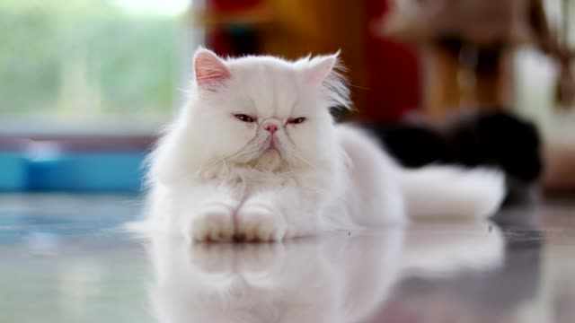 A white persian cat lying on the ground with eyes look back and forth.