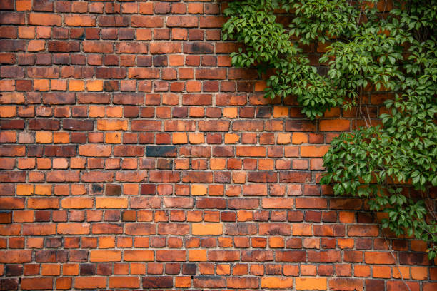 istock Climbing plant growing on antique brick wall 1214700769