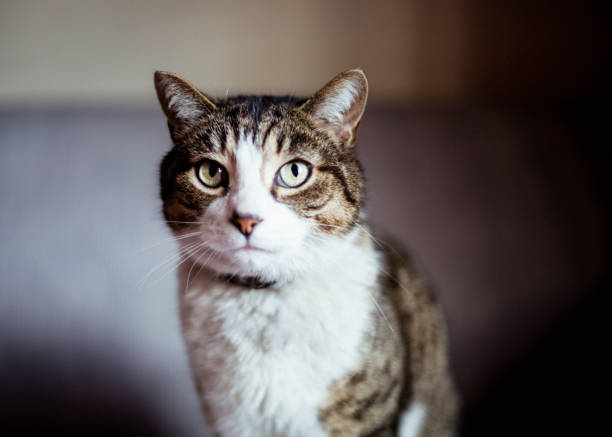 animal, domestic cat, pets, portrait