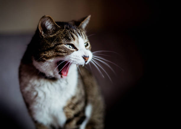 istock Portrait of a tabby cat 1214702794