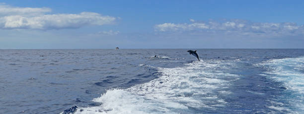 istock Dolphins jumping out of sea 1214704248