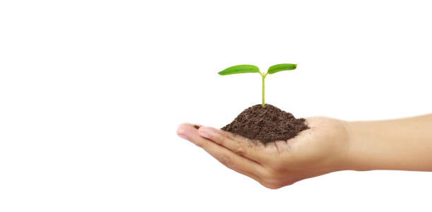 istock Human hands holding sprout young plant 1214704762