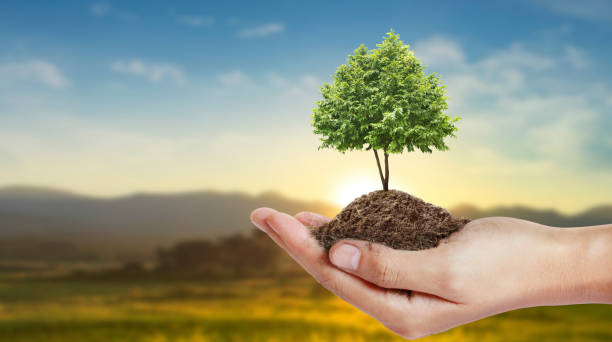 istock Human hands holding sprout young plant 1214704771