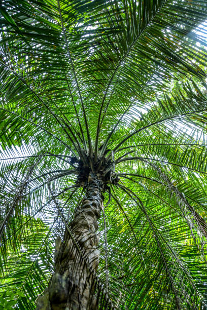 Tropical trees in Jozani forest