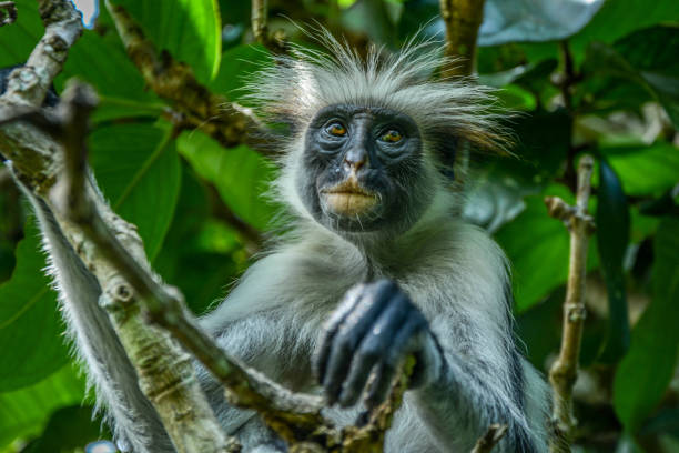 istock Endemic Red Colobus monkey in Jozani forest 1214705526