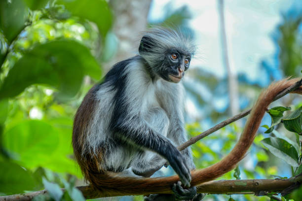 istock Endemic Red Colobus monkey in Jozani forest 1214705552