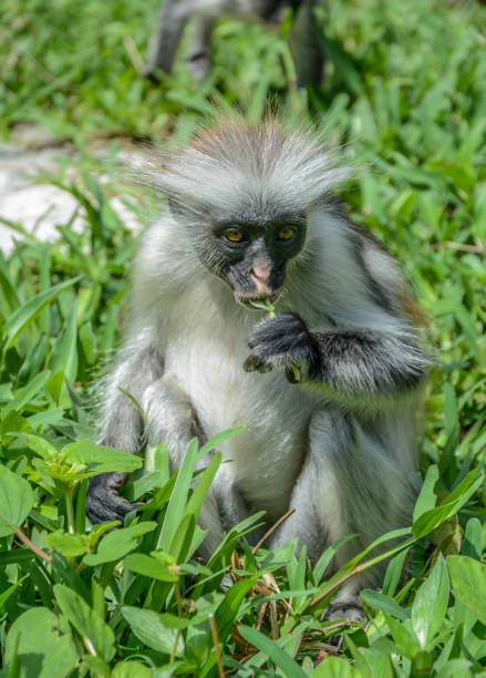 istock Endemic Red Colobus monkey in Jozani forest 1214705639