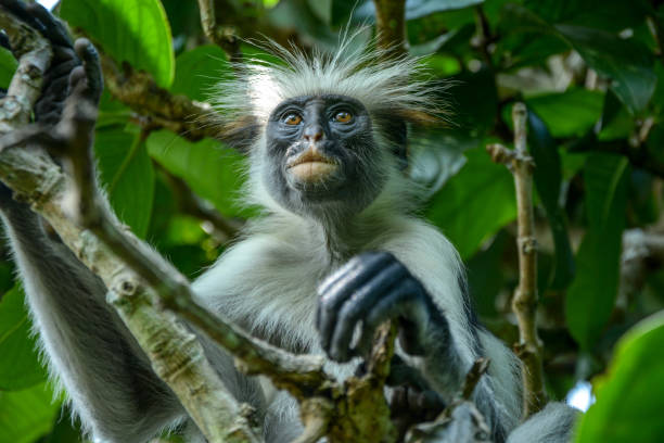 istock Endemic Red Colobus monkey in Jozani forest 1214705673