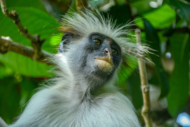 istock Endemic Red Colobus monkey in Jozani forest 1214705694