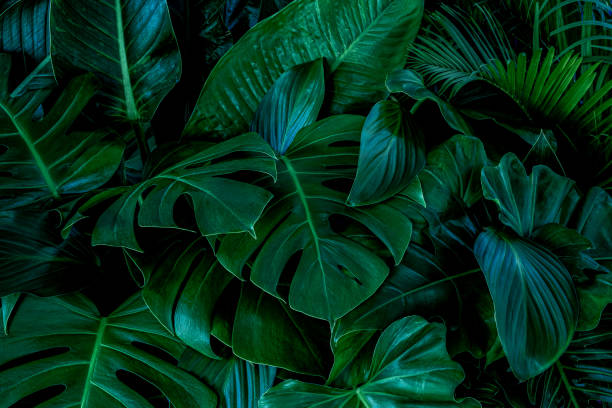 abstract green leaf texture, nature background, tropical leaf Monstera green leaves or Monstera Deliciosa in dark tones(Monstera, palm, rubber plant, pine, bird’s nest fern), background or green leafy tropical pine forest patterns for creative design elements. fern texture stock pictures, royalty-free photos & images