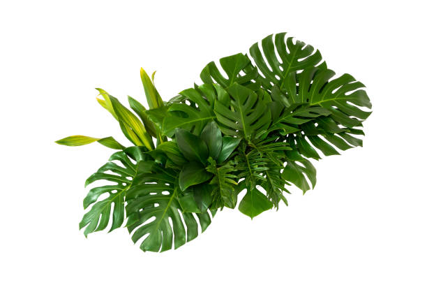 istock abstract green leaf texture, nature background, tropical leaf 1214706060