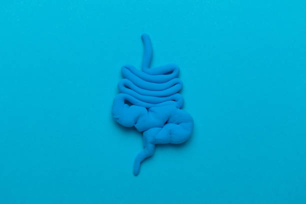 istock Human intestines on a blue background, constipation and digestive problems. Treatment with probiotics, bowel irritation 1214706440