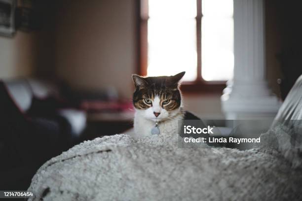 Tabby Cat With Attitude Stock Photo - Download Image Now - Domestic Cat, Anger, Looking
