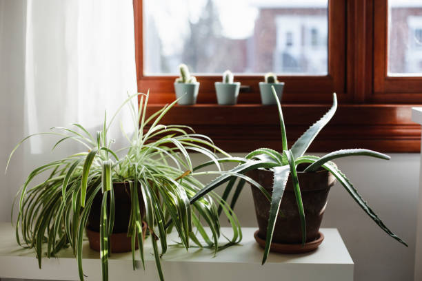 Houseplant plant, potted plant, aloes, spider plant, home interior spider plant photos stock pictures, royalty-free photos & images