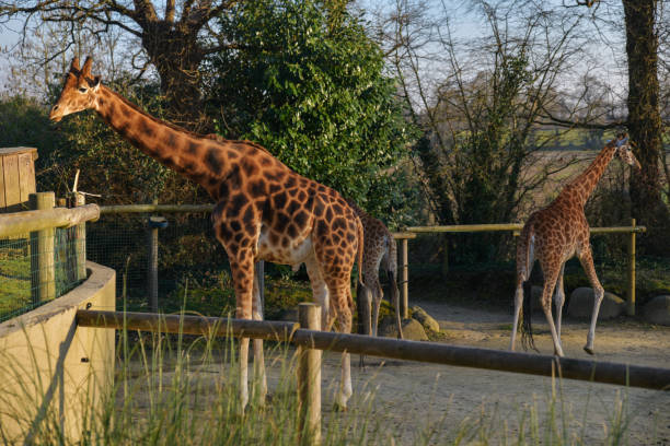 istock Giraffes eat leaves of trees in spring 1214707366