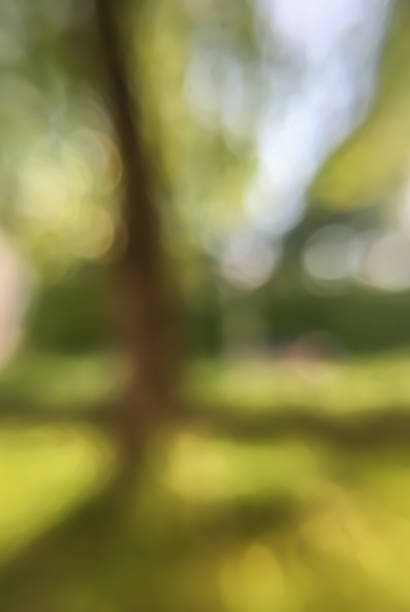 istock Blurred summer forest in daylight background wallpaper 1214707849