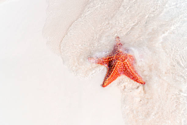 istock Tropical white sand with red starfish in clear water 1214707974