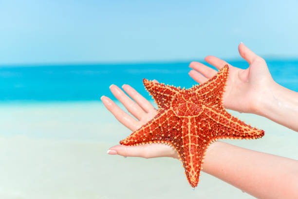 istock Tropical white sand with red starfish in clear water 1214708040