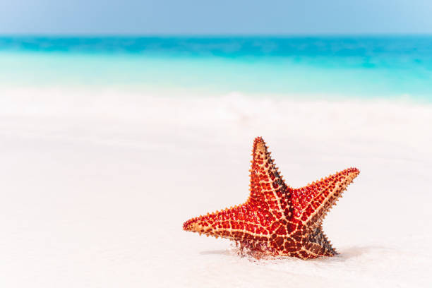 istock Tropical white sand with red starfish in clear water 1214708172