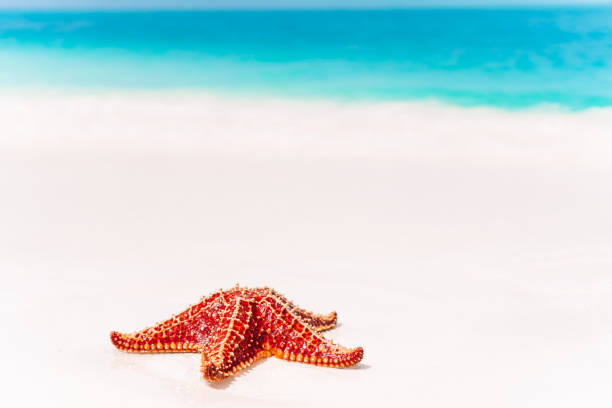 istock Tropical white sand with red starfish in clear water 1214708995