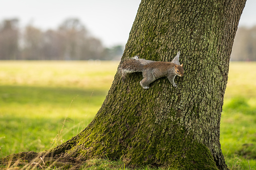 a grey squirrel clinging to the side of a large tree looking at the camera, with bushy tail
