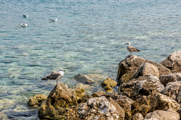 istock Seagulls, Primosten, Croatia 1214709477