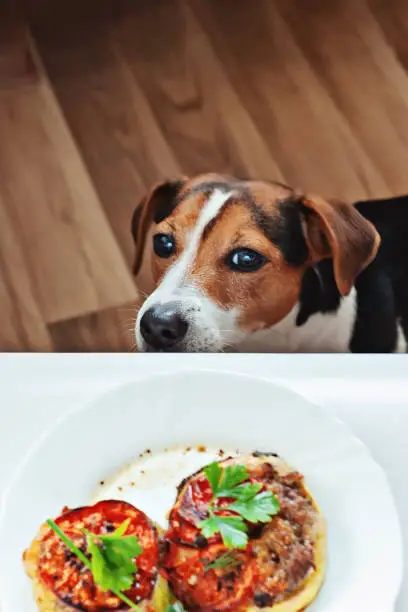 Photo of Cute hungry puppy sniff owner's food on plate, funny moment