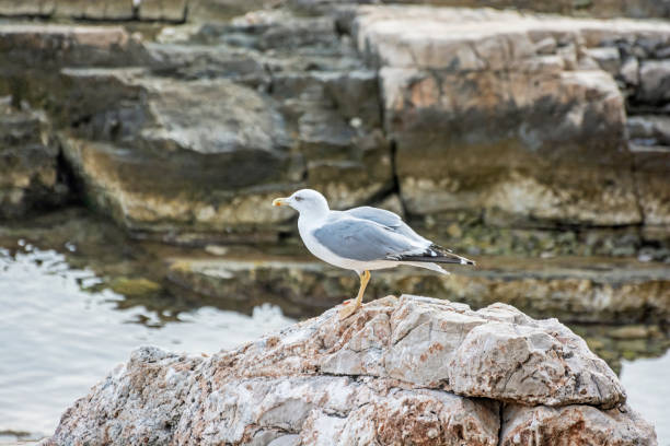 istock Portrait of seagull 1214709817