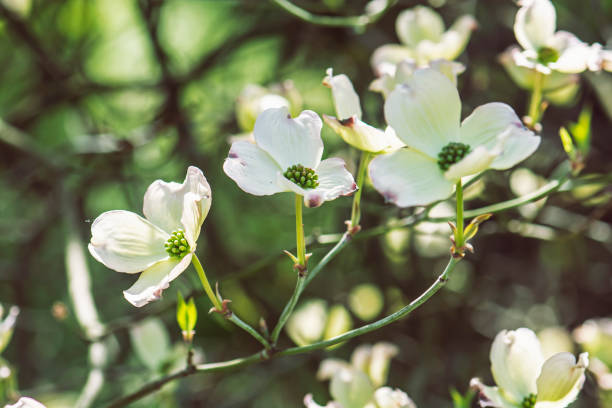 istock Flowering dogwood - Cornus florida, springtime 1214713058