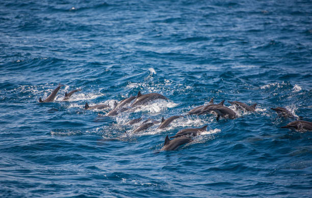 Whale and dolphin watching in Sri Lanka Whale and dolphin watching in Sri Lanka southern sri lanka stock pictures, royalty-free photos & images