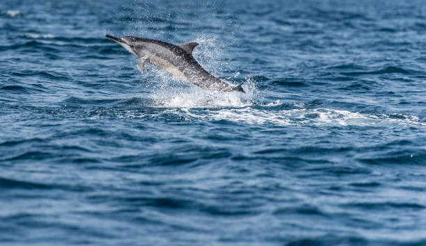 istock Whale and dolphin watching in Sri Lanka 1214713660