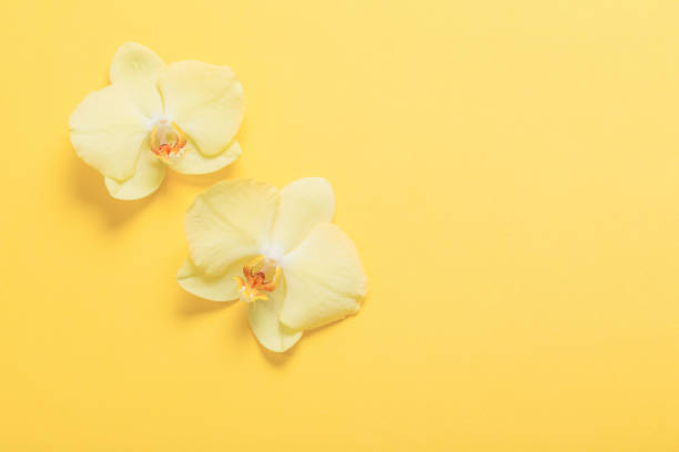 istock orchids flowers  on yellow paper background 1214714095