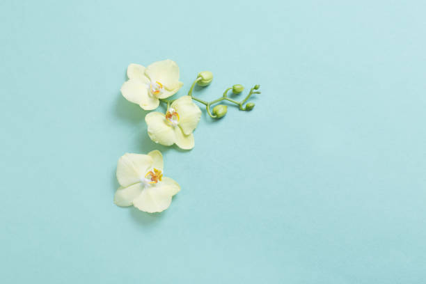 istock yellow orchids on green paper background 1214714096