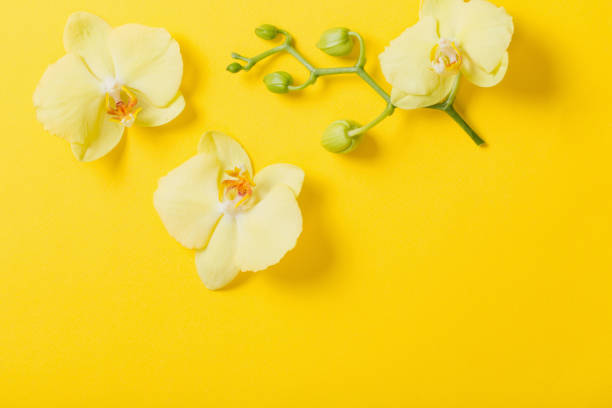 istock orchids flowers  on yellow paper background 1214714110