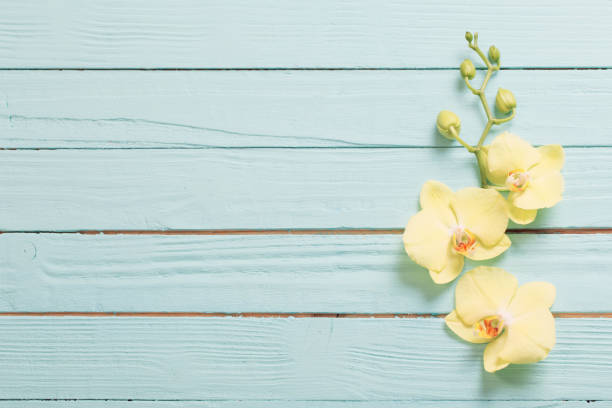 istock yellow orchids on blue wooden background 1214714143