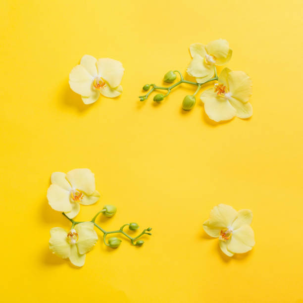 istock orchids flowers  on yellow paper background 1214714163