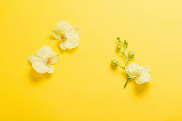 istock orchids flowers  on yellow paper background 1214714371