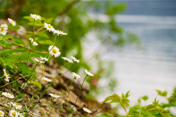 istock Flowers on river lake shore 1214714978