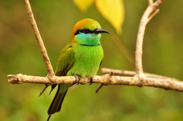 istock Beautiful bee eater in the jungle 1214716082