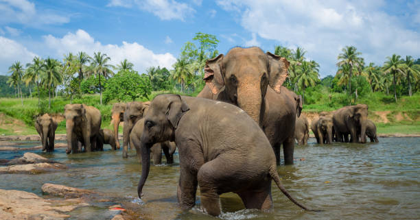 istock Pinnawala Elephant Orphanage, Sri Lanka 1214716103