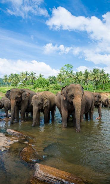 istock Pinnawala Elephant Orphanage, Sri Lanka 1214716109