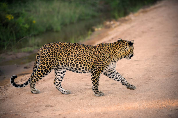 istock Sri Lankan leopard at Yala National Park 1214716145
