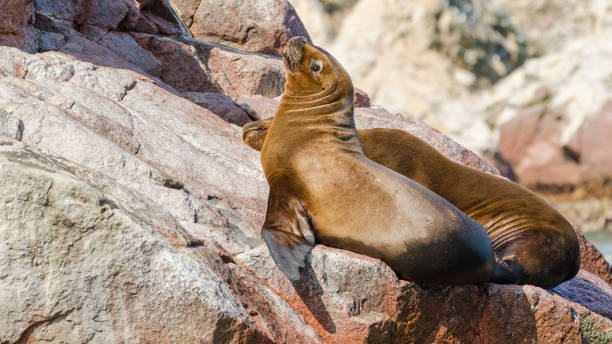 South American sea lion (Otaria flavescens) stock photo
