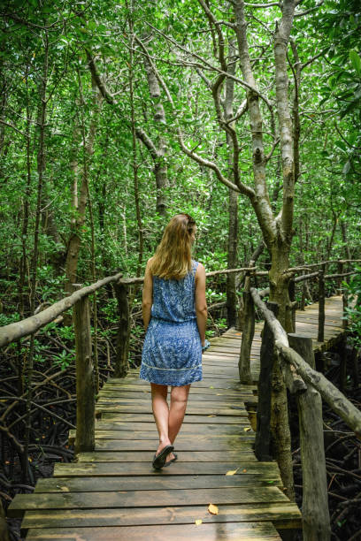 istock Young woman exploring mangrove forest 1214719603