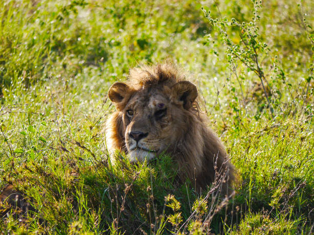 verletzter alphalöwe (panthera leo) mit nur einem auge im gras und beobachtet seinen stolz auf serengeti nationalpark - hunting blind stock-fotos und bilder