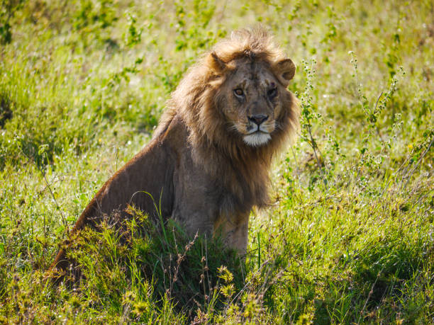 verletzter alphalöwe (panthera leo) mit nur einem auge im gras sitzend und beobachtet seinen stolz auf serengeti nationalpark - hunting blind stock-fotos und bilder